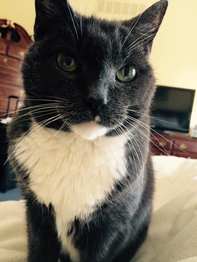 Happy 15th birthday to my sweet buddy, Paws.