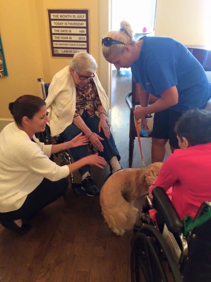 Bentley enjoying his first day working as a Therapy Dog.