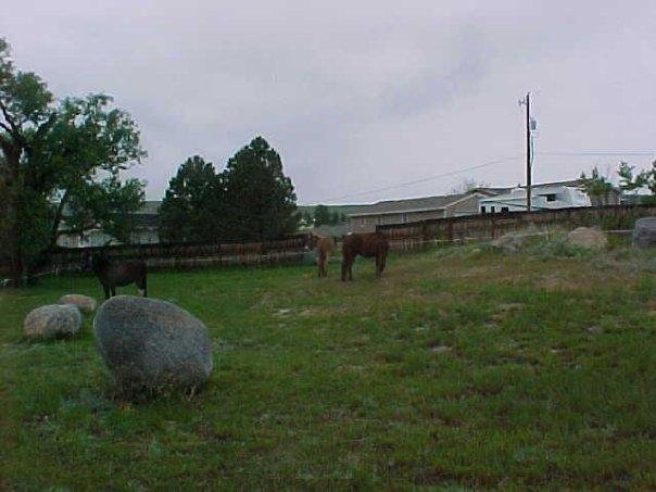 Mules mowing lawn at camp ground