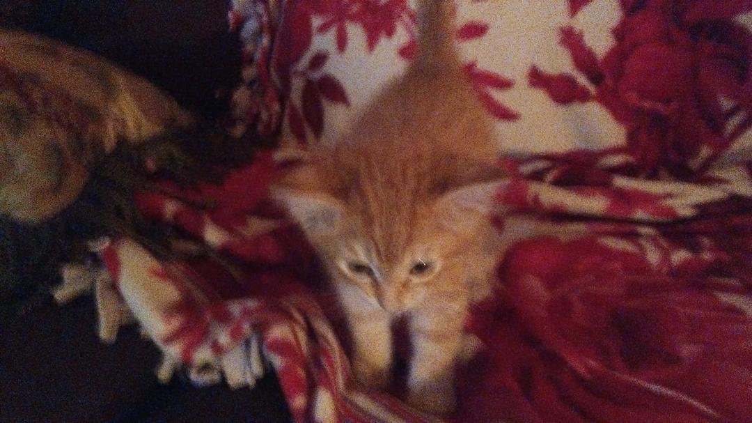 this is my new kitty got to name him he loves my big orange cat