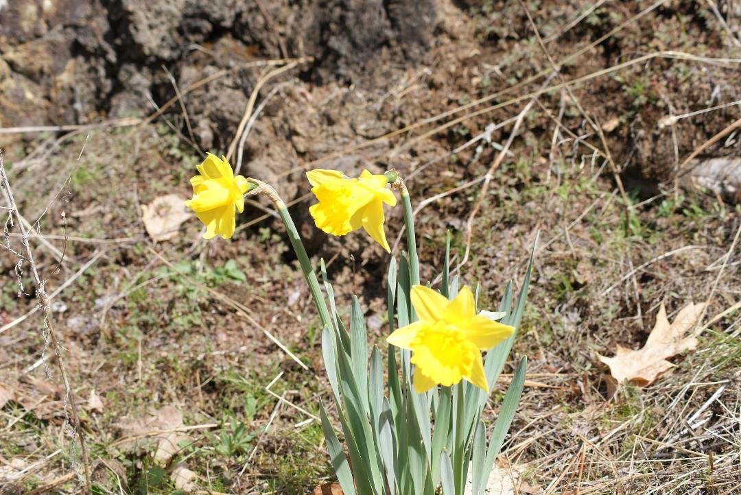 YEEHA. Spring is on the way.