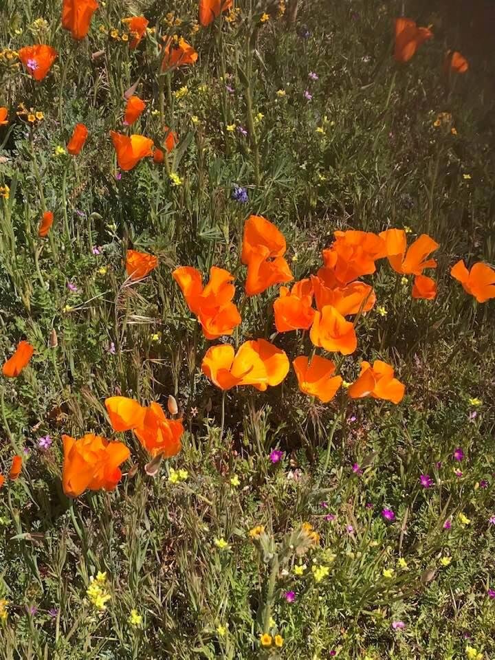 With Sue Suarez looking at the lovely poppies!!