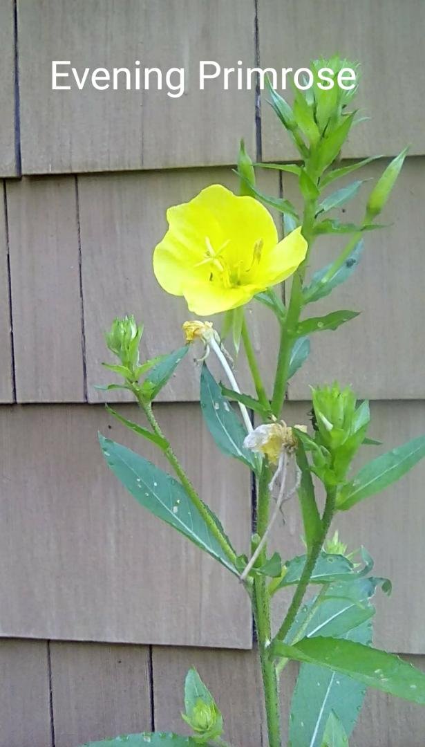 Anne Tobey,
This Evening primrose is also from my backdoor garden. I can send you seeds of these as well. The buds are like the ones shown to the upper right. They only open one per night, and it's like watching time-lap