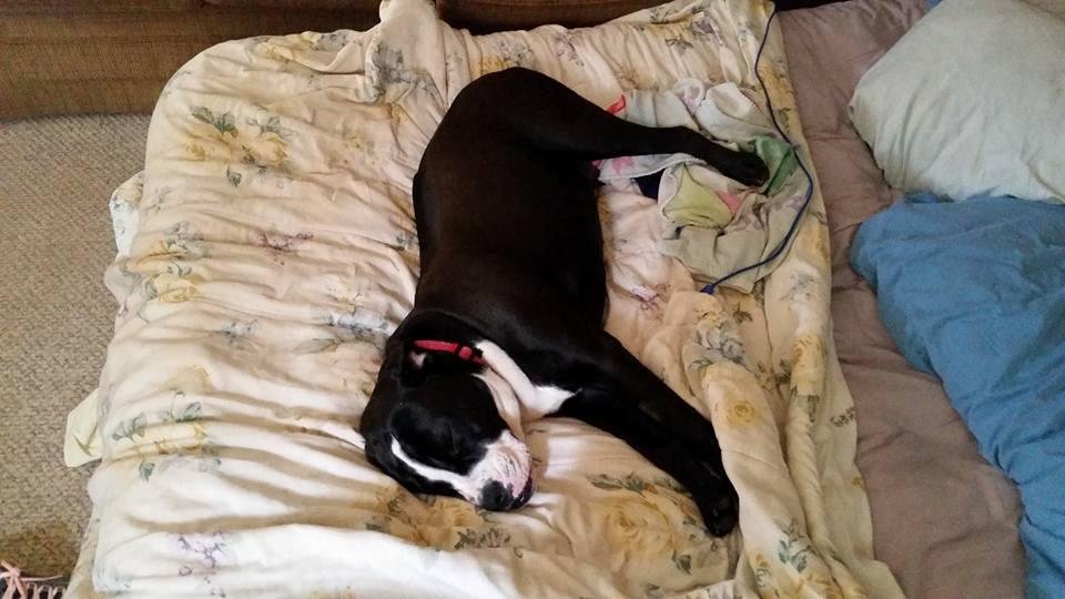 My poor pup Skittles is not doing so well after surgery on her leg Thursday. She's still fighting off anesthesia and sleep from pain killers. Hopefully soon, I'll be able to take walks with me again soon within 2 weeks!