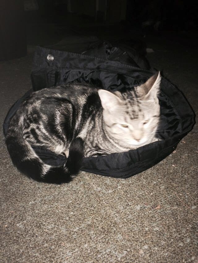 My kitty in my snow pants by wood stove. He should help shovel
