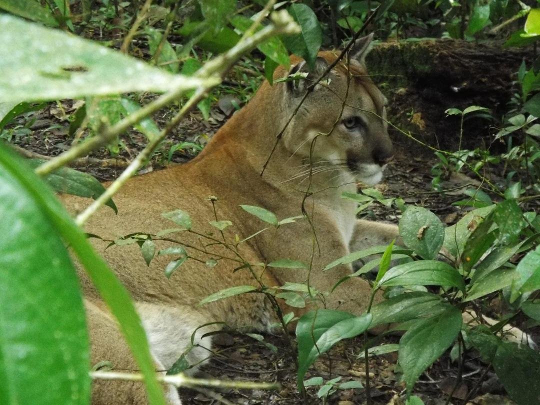 Puma (aka Mountain Lion) @ Belize Zoo.