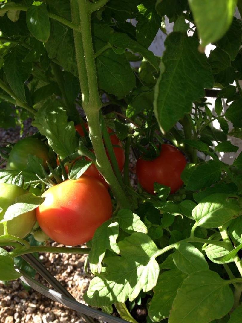 Here is picture of the tomatoes Linda is growing. She is so excited that we will be eating fresh tomatoes from the garden soon.