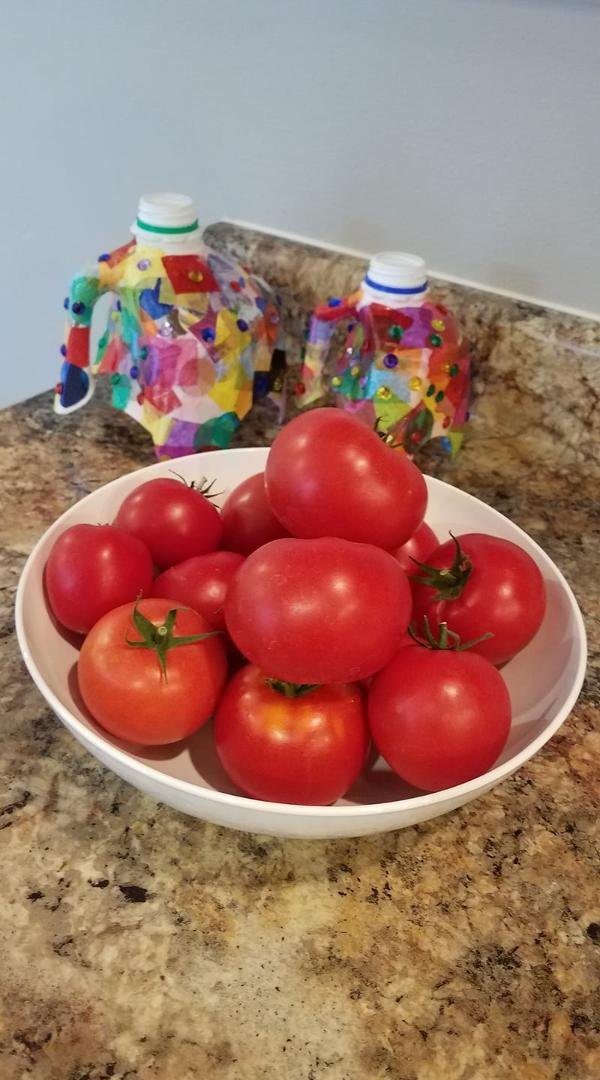 My firstborn tomatoes...ever!