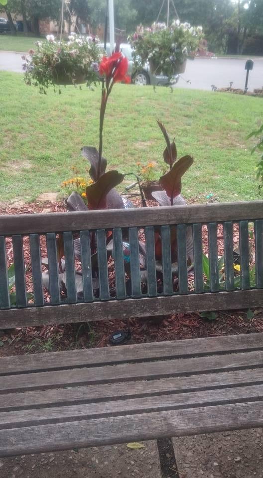 It bloomed, today