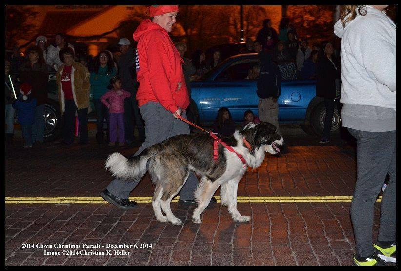 this is are aux president of 3245 and her dog walking the praded