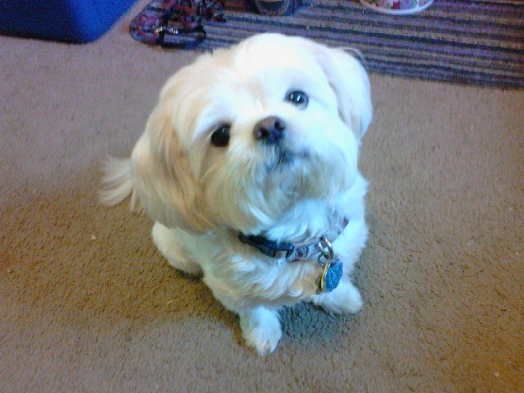 Today is my precious baby's 13 th birthday & I'm so thankful to still have her. We got her right before she turned 6 wks old & I don't know what I would do without her. Happy Birthday, Trixie. Mama loves you so much.