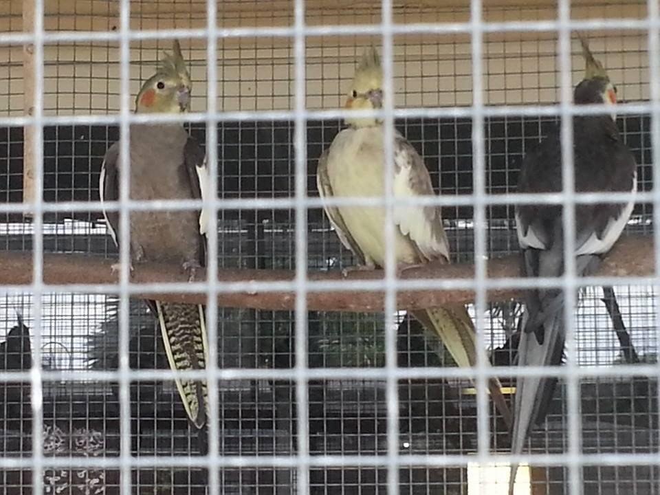 Cockatiels