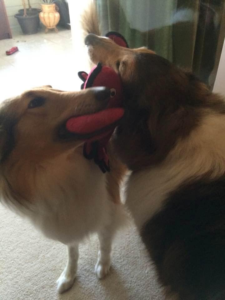 Tug of war proceeds!