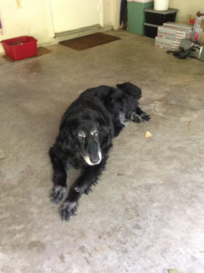 For those who remember or know her, Sasha turned 15 on June 12th. She has weakening legs and a memory that is worse than mine! Fairly deaf and a little blind, but the tail still works and she eats heartily. Her "barker" has