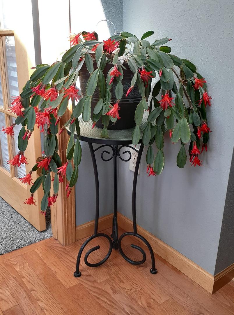 My Spring cactus in bloom.