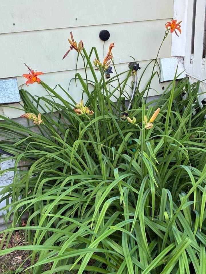 Our back garden Lilies are doing well.