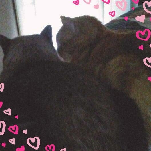 My Babys Tiger and Sissy
