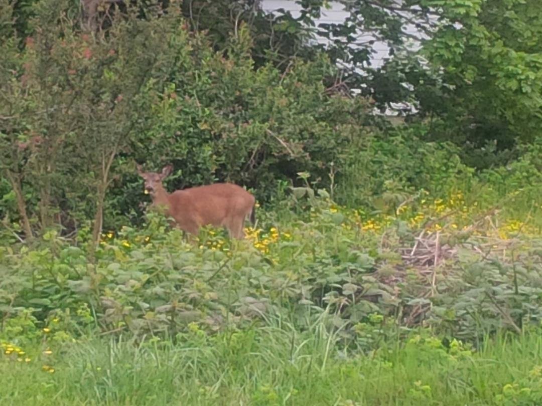 Visitors on our property on NE 7th & Fogarty. Hey guys, it's for sale.