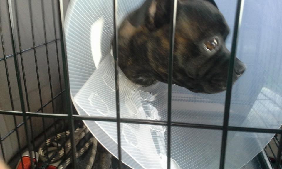 Thor had a bad day at the vet's office