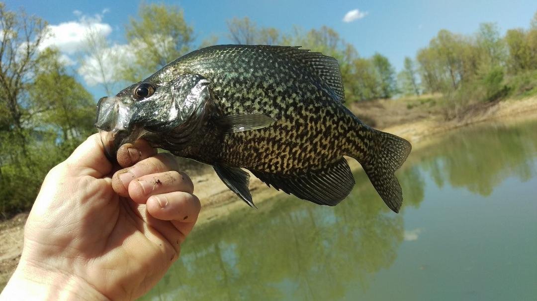 Fishing in the backyard pond with the son-in-law. Looks like a
Sunday fish fry is in my future.