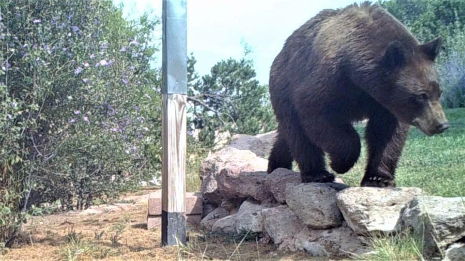 Bear in neighbor's yard at 2 in the afternoon. Pic taken by game camera. This is a heathy, BIG bear.