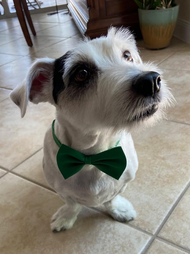 Garth is 12 today! He's the Goodest Boy! 🥰🎂