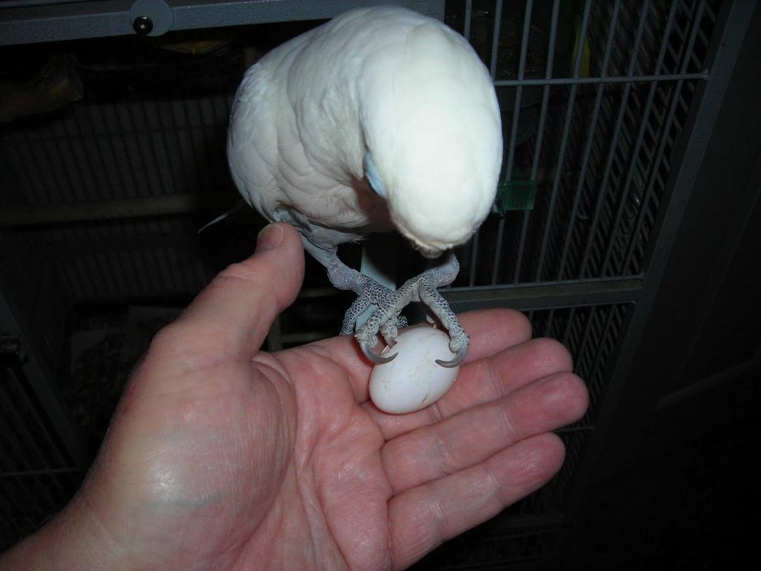 We got another Egg last night. That's the 3rd egg Bella has laid