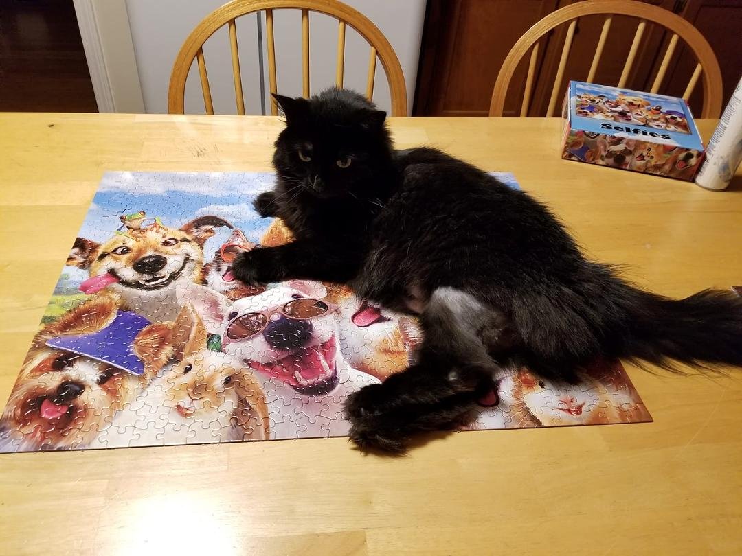 Daisy was jealous so I had to get her picture with the puzzle too.