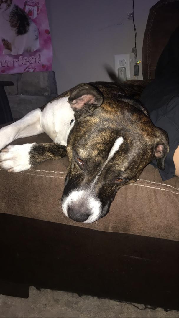 This is dulley he has been away from home for six hours....That worries me. He is somewhere around 13 Raindrop Drive in Sunrise Beach.vThats off of Chimney Point and close to Lake House 13. If anyone sees him get ahold of m
