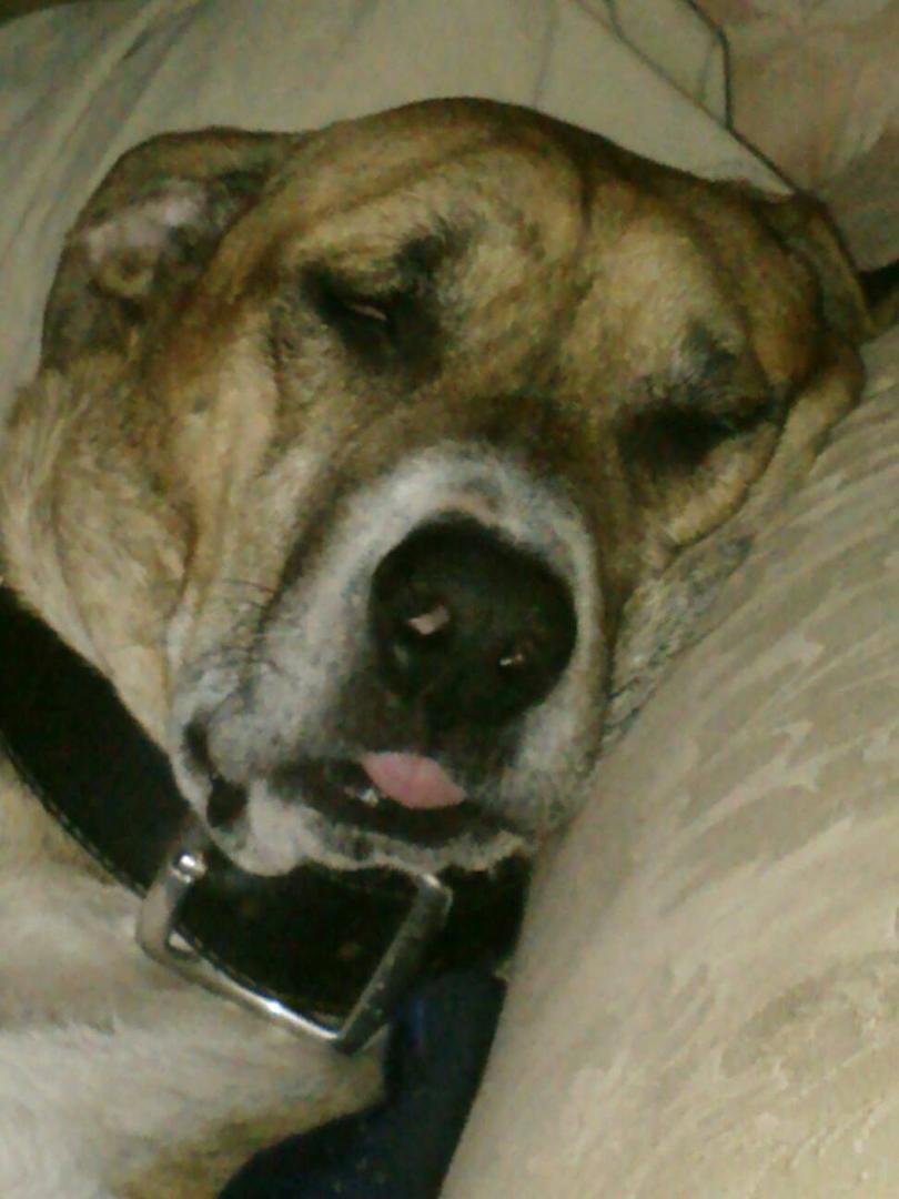 My puppy is dead dog tired