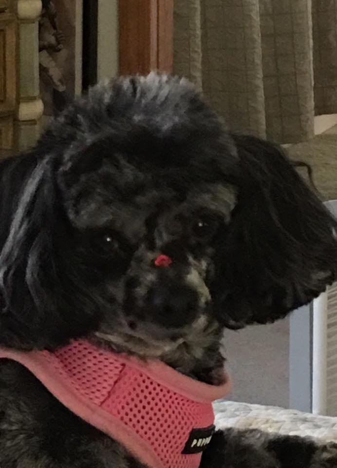 The groomer 'bejeweled Molly's nose