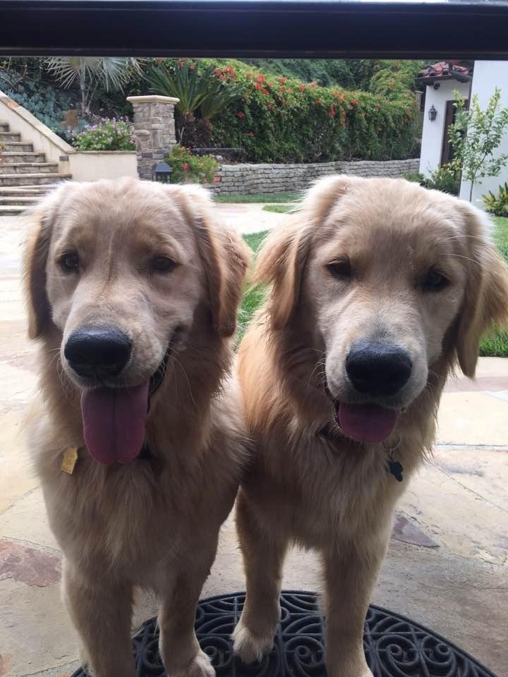 Happy Birthday Bentley and Bear