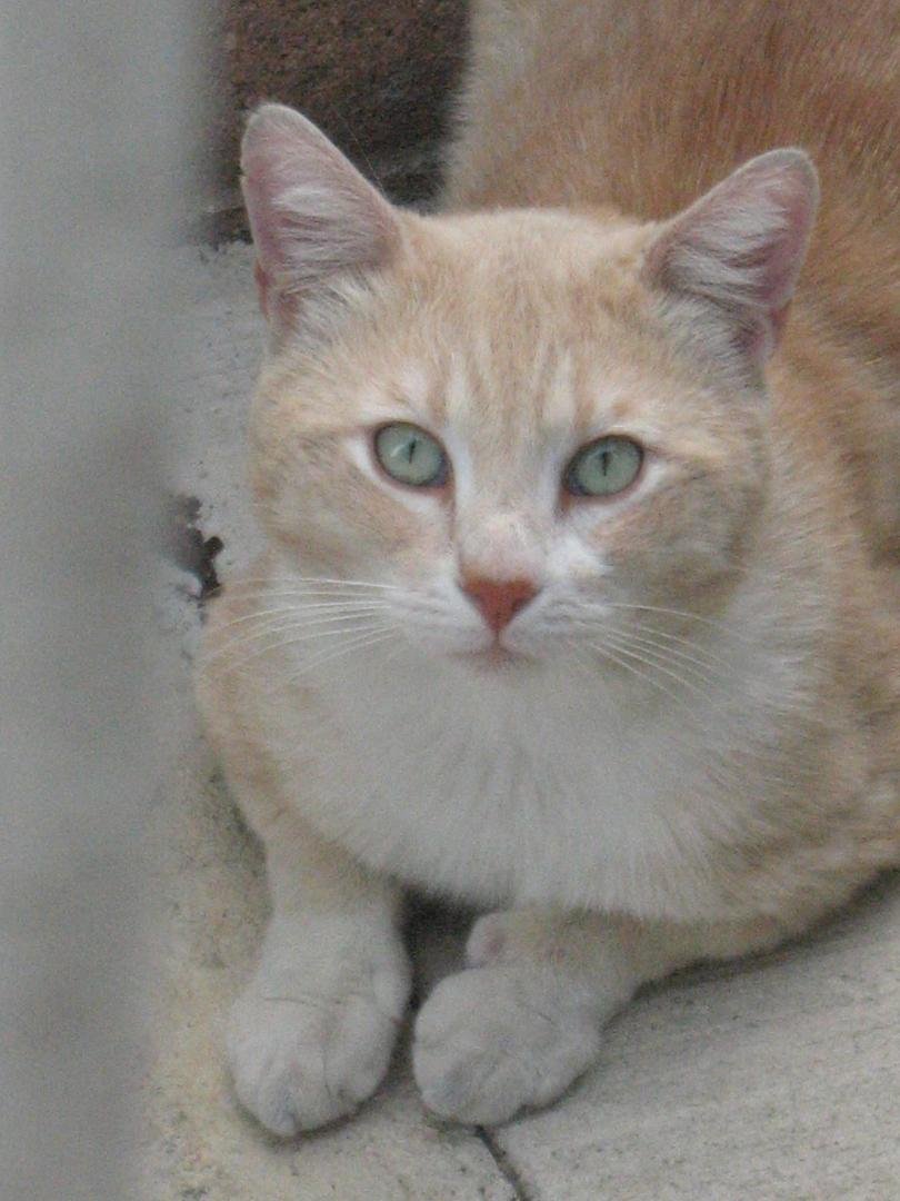 Stuart our neighbor cat who drops by to play with Henry