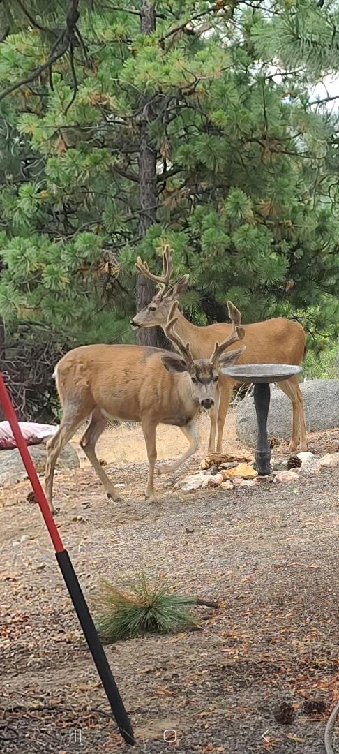Today's visitors ...