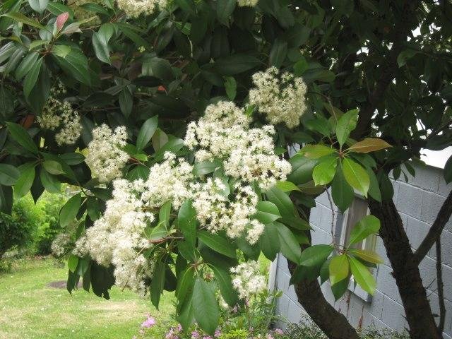 New leaves are redish and will turn redish brown in the Fall.
