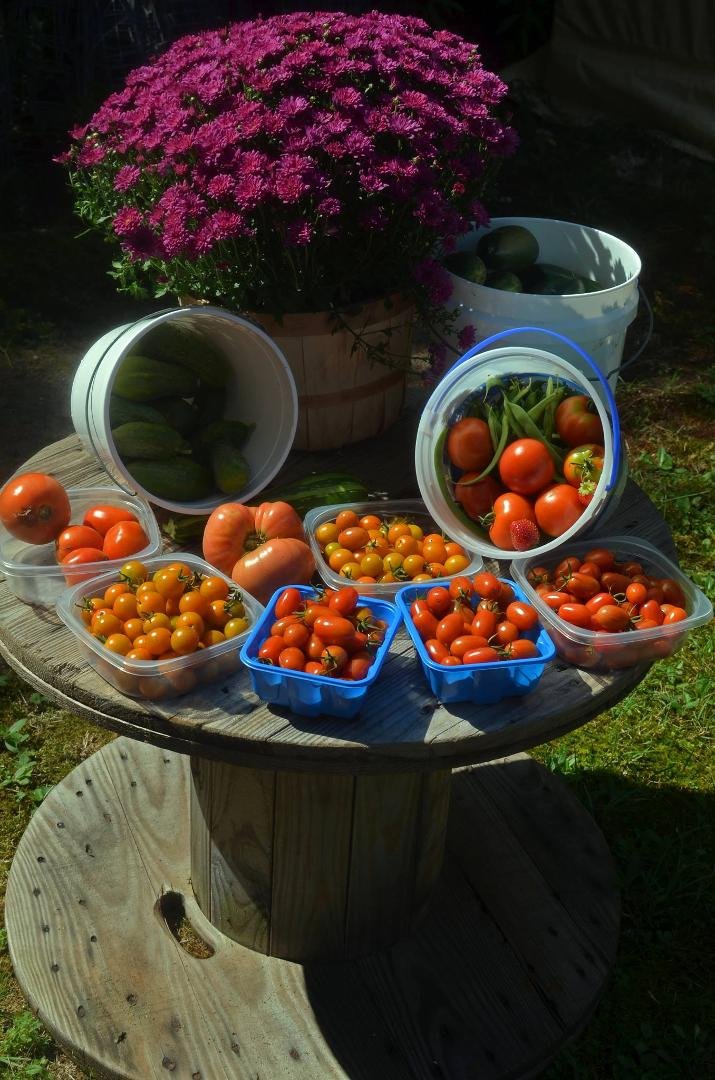 Todays harvest!
