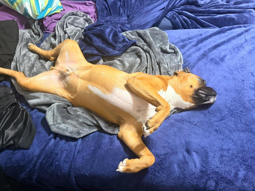 Have to fight for a place in my own bed. lol