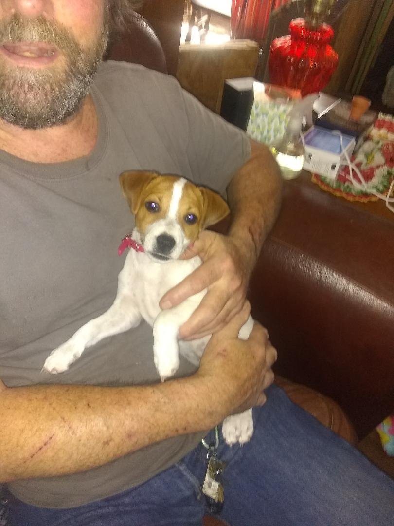 Our new puppy Lovey Howl the 3rd.....Jack Russell Terrier....crazier than hell!