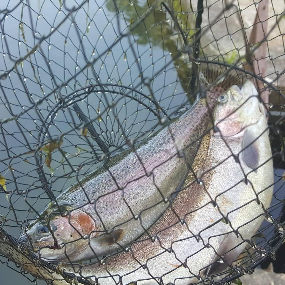 Then frying up the catch catch of the day... fresh spring fed rainbow trout... only other thing a man needs is a truck.