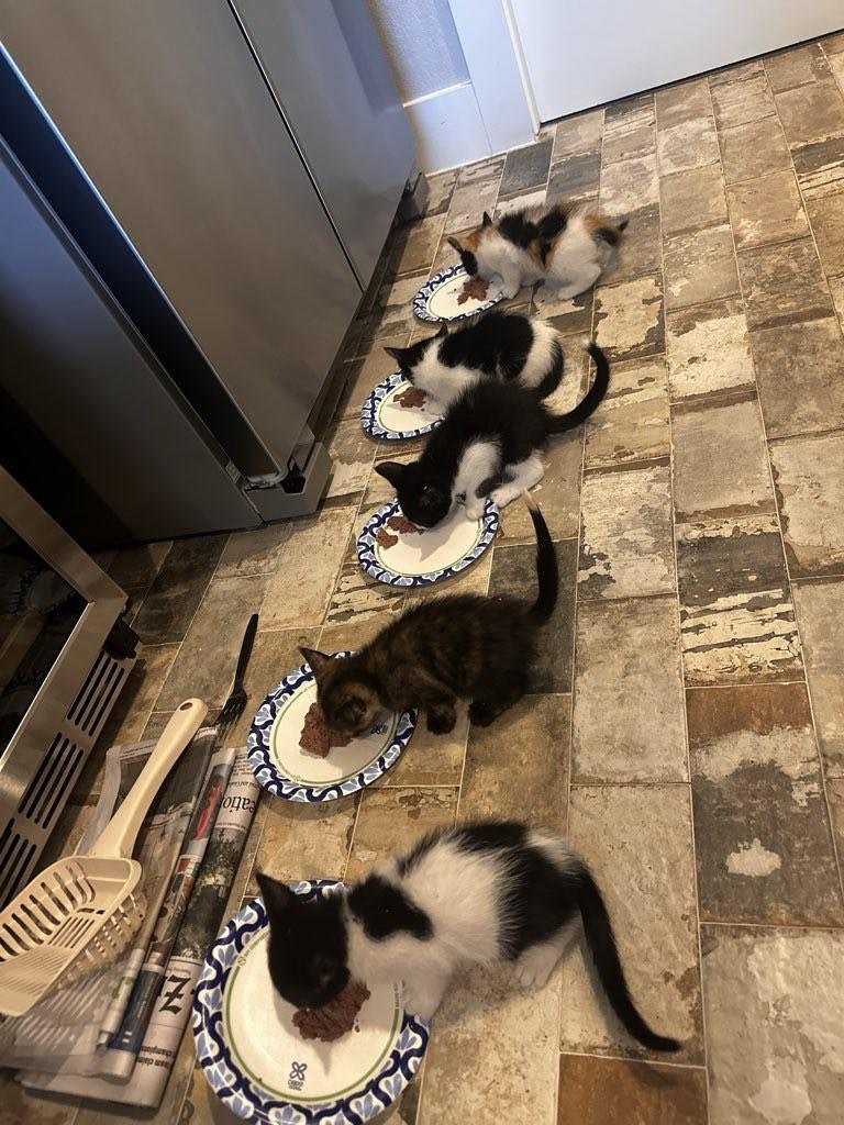 Almost ready for adoption!