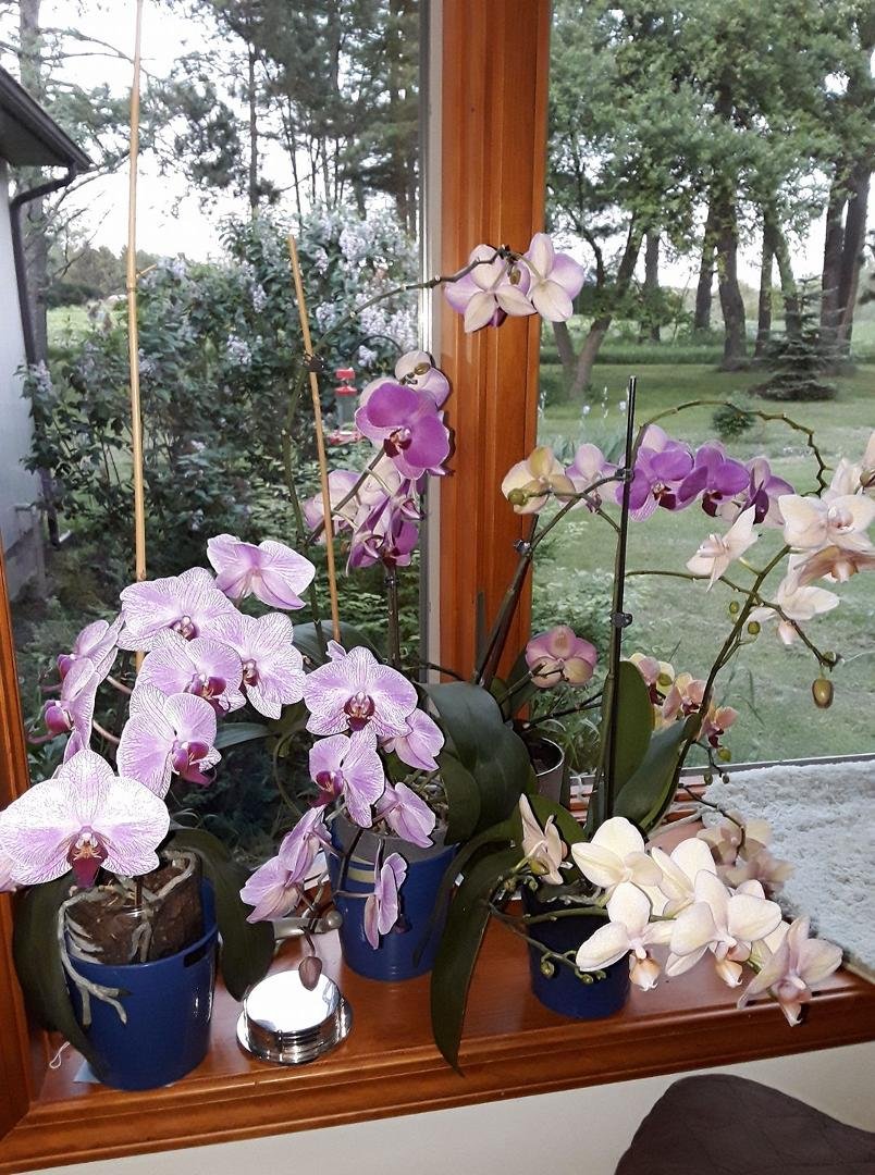 My orchids are looking good!