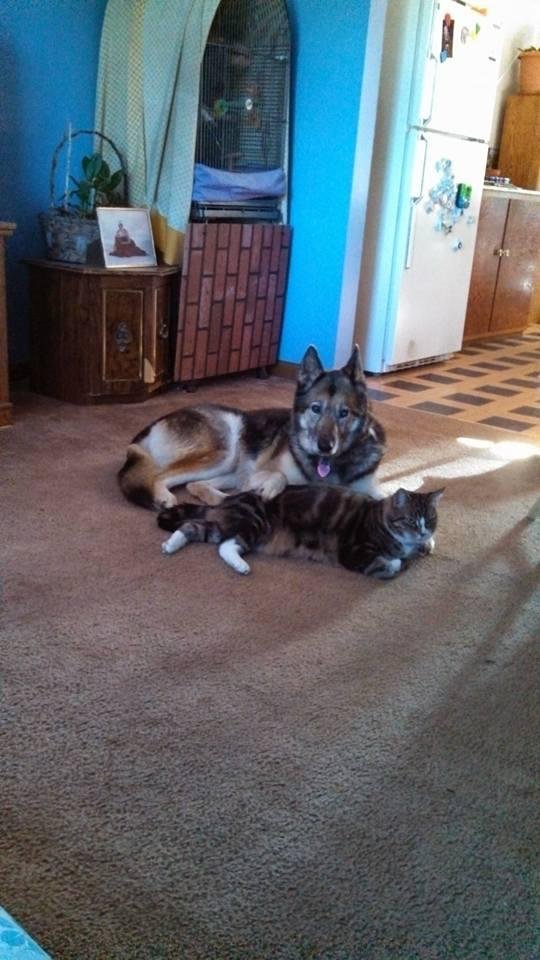 Happy 16th birthday to my dear Zoe who left this earth 3 weeks ago today.