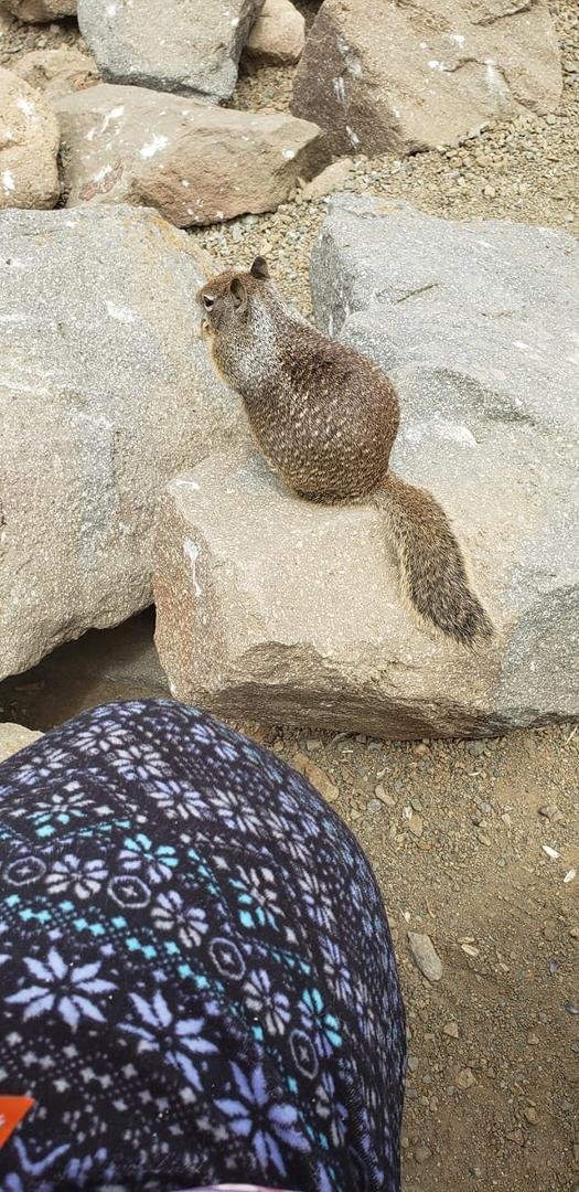 The ground squirrels at Morro Bay are really tame