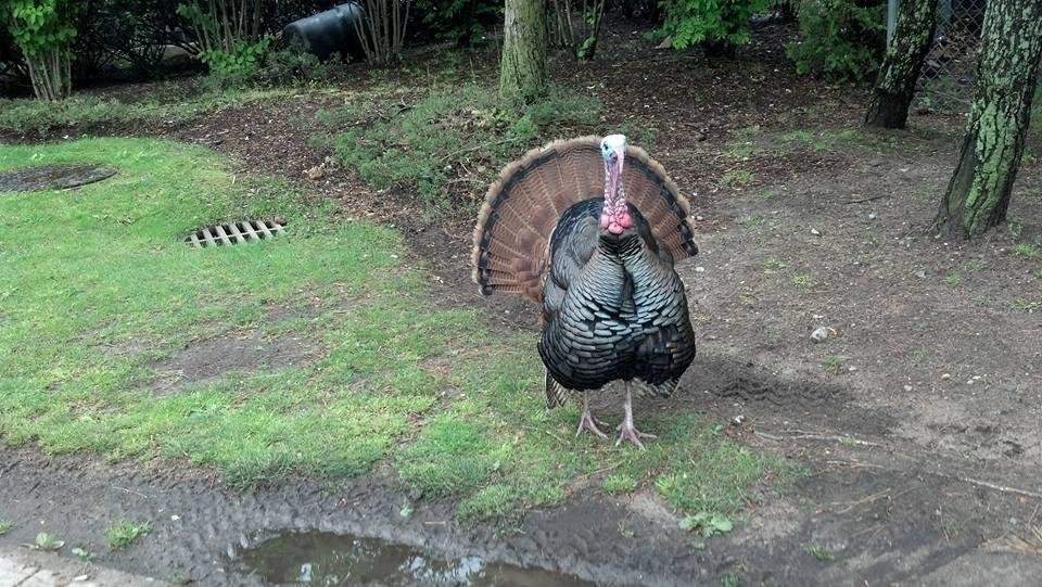 Peace and blessings to all ! I took this "turkey" of photo outside Staten Island University Hospital North (just visiting this time).