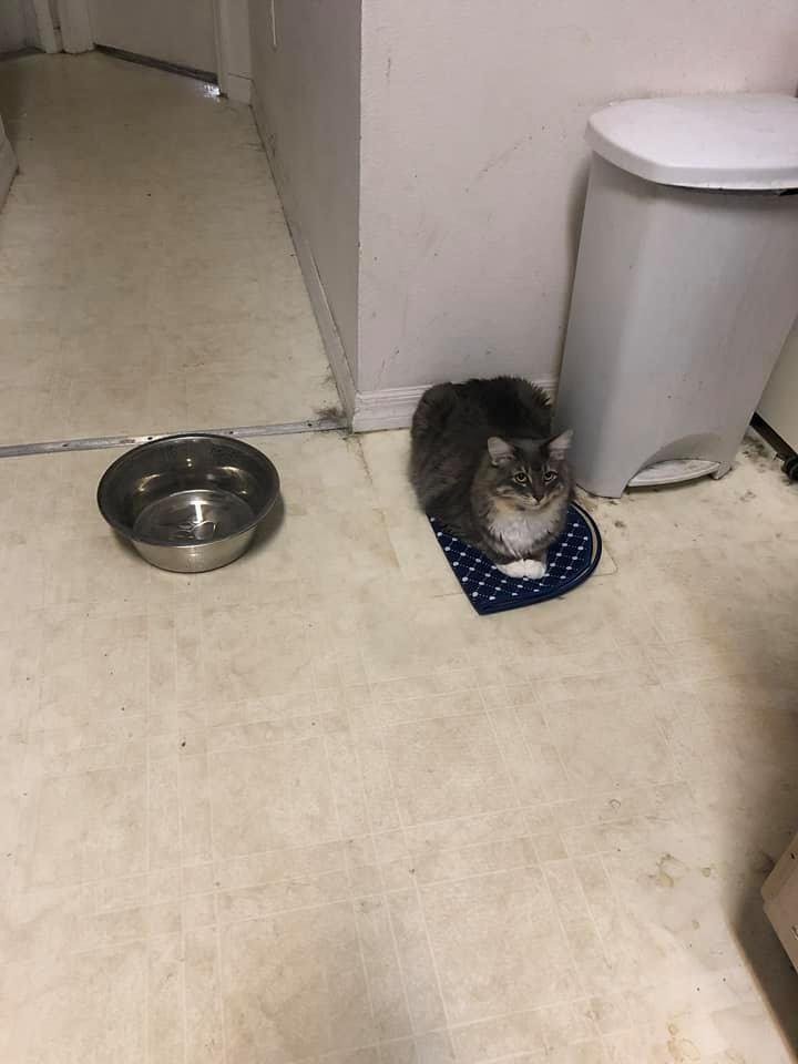 Boots moved the water bowl so she could lay on the new mat!