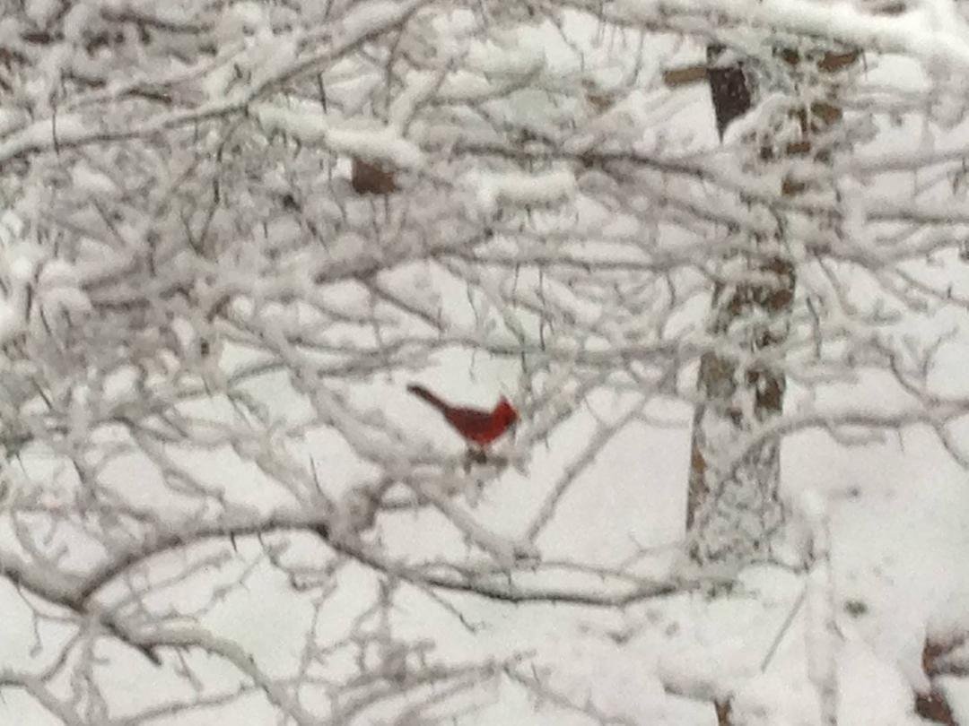 Good morning, backyard! Three more inches on it's way!