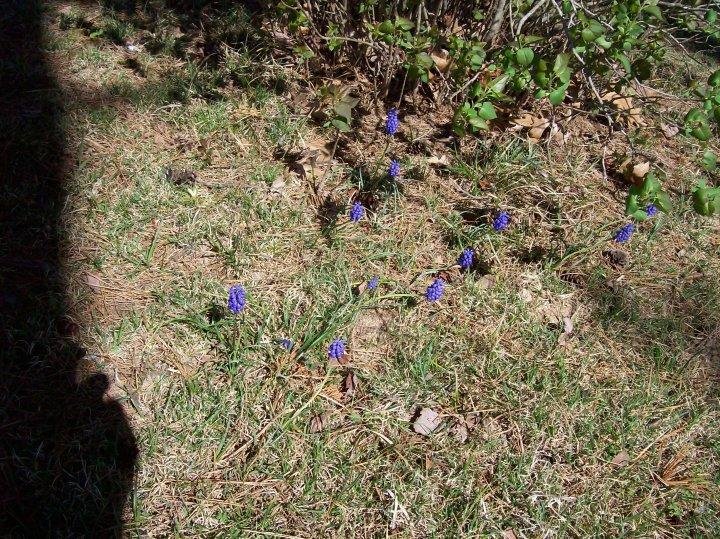 Ozark wildflowers in spring