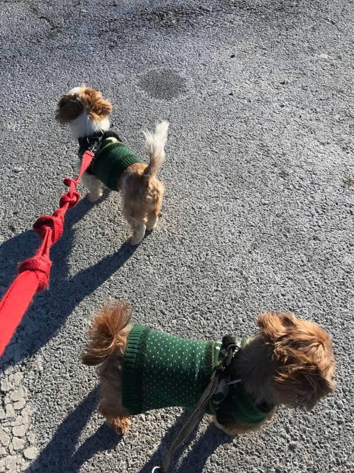 Very small army of small dogs advance on NYC . . .