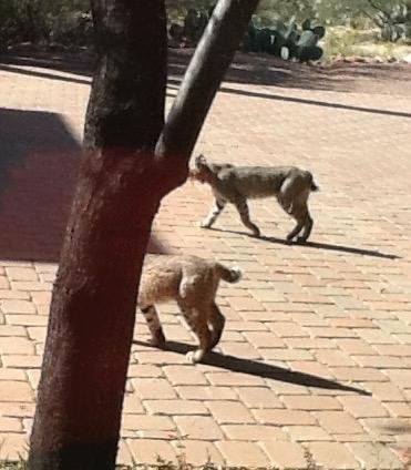 Look how much our bobcat babies have grown