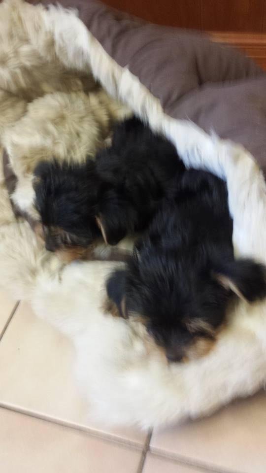 One last puppy looking for a home